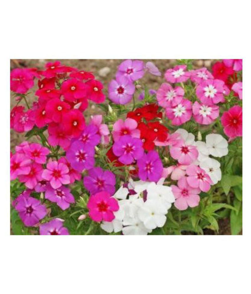     			Phlox Mixed Colors Winter Flower Seeds with Coco Peat Seed Starter