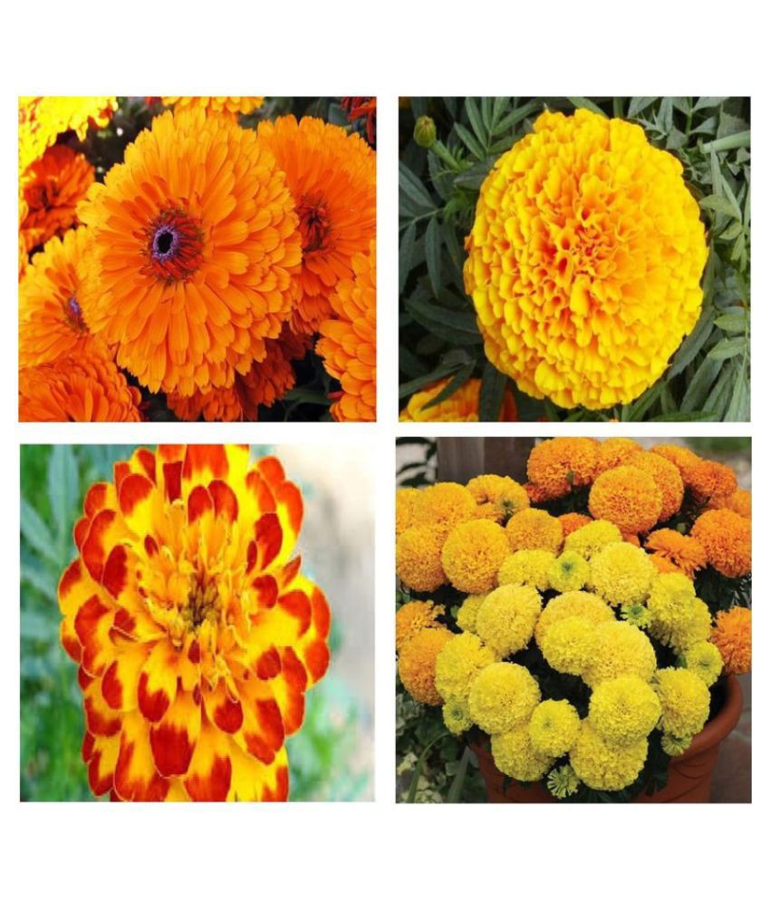     			V Square Retail Beautiful Combo offer pack 4 Types Marigold Flower Seeds
