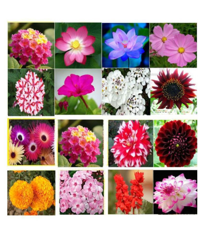     			Winter Flower Plant Seeds 16 Variety