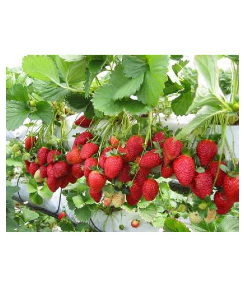     			Hybrid Alpine Strawberry Fragaria seeds