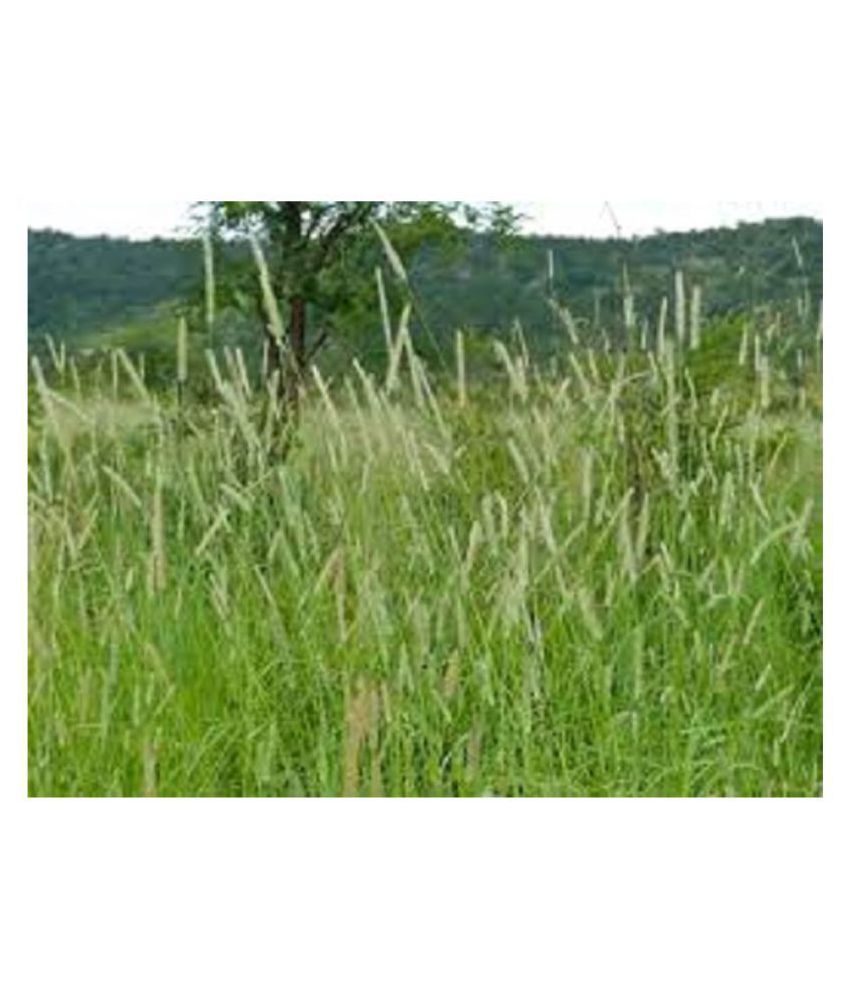 Forest Development Cenchrus/Buffel/Anjan/Kolukattai/Dhaman/Kusa gaddi grass fodder seeds (Pack