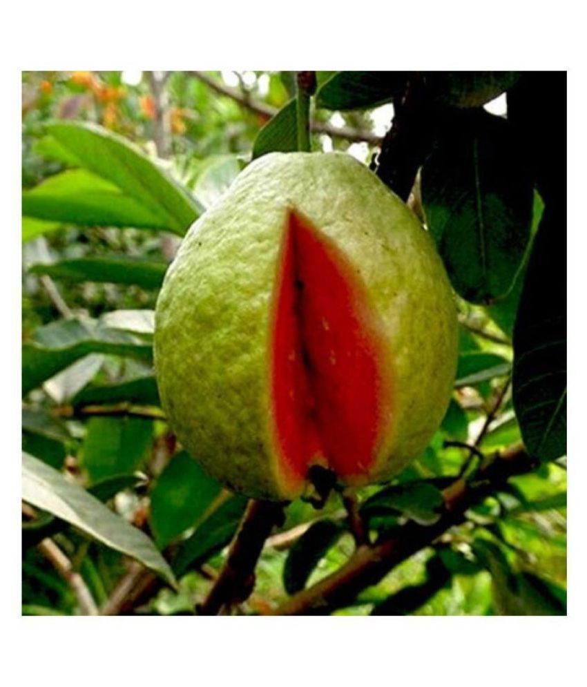     			Rare Red Psidium Guajava/Guava Fruit Seeds | Pack of 100