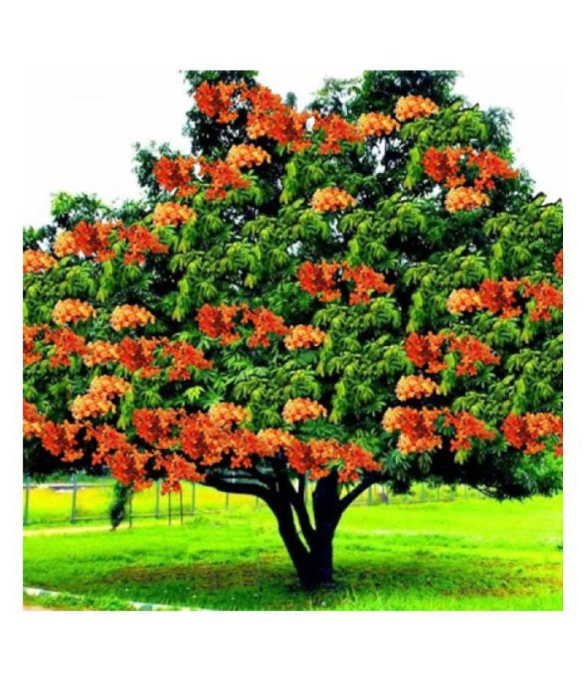 Shop 360 Garden Saraca Asoca Sita Ashok Ashoka Tree Seeds For Growing Pack Of 2 Seeds Buy Shop 360 Garden Saraca Asoca Sita Ashok Ashoka Tree Seeds For Growing Pack Its height is about 6 to 9 meters, leaves 15 to 25 cm long and green colour.