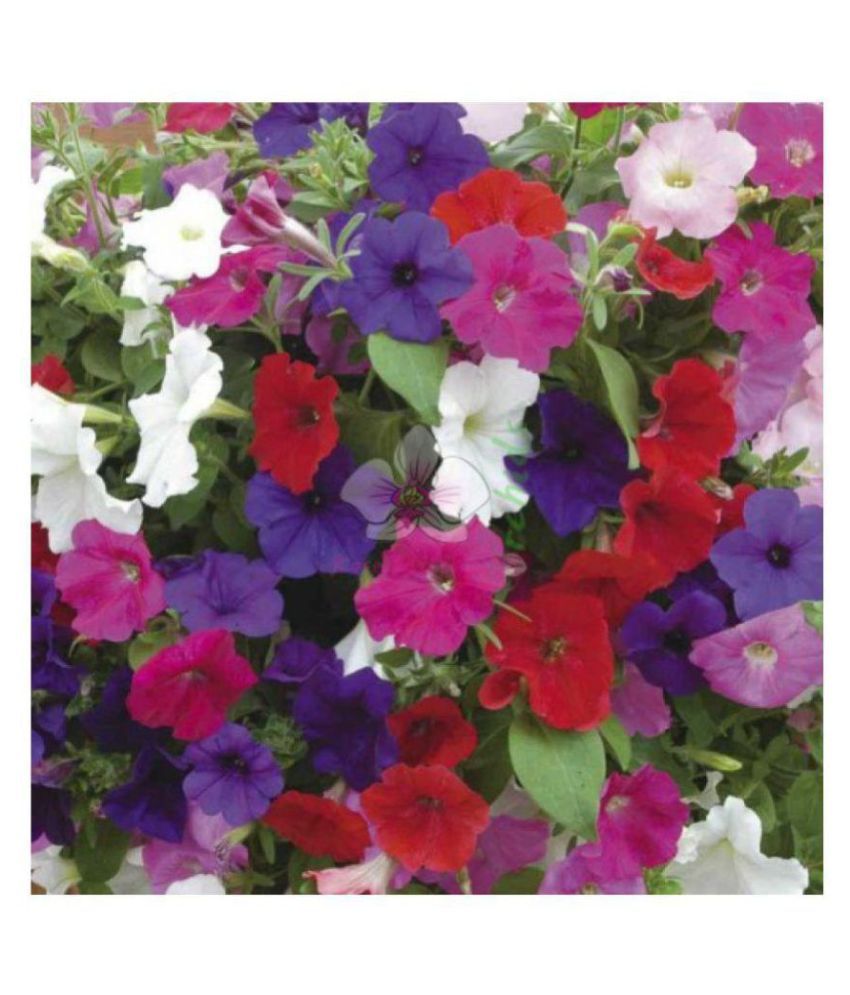     			PETUNIA WINTER FLOWER MIX COLOR MORE THAN 100 SEEDS PACK AND MANUAL