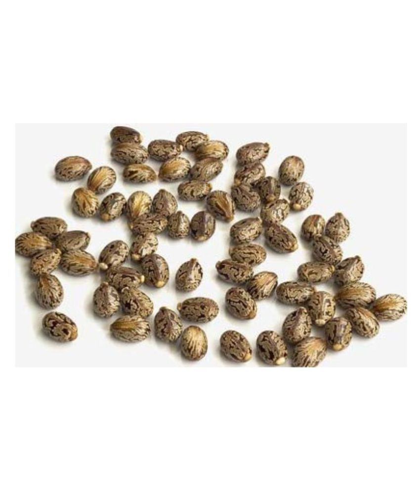 Xetomos Caster Seed Ricinus communis Raw Herbs 250 gm Buy Xetomos