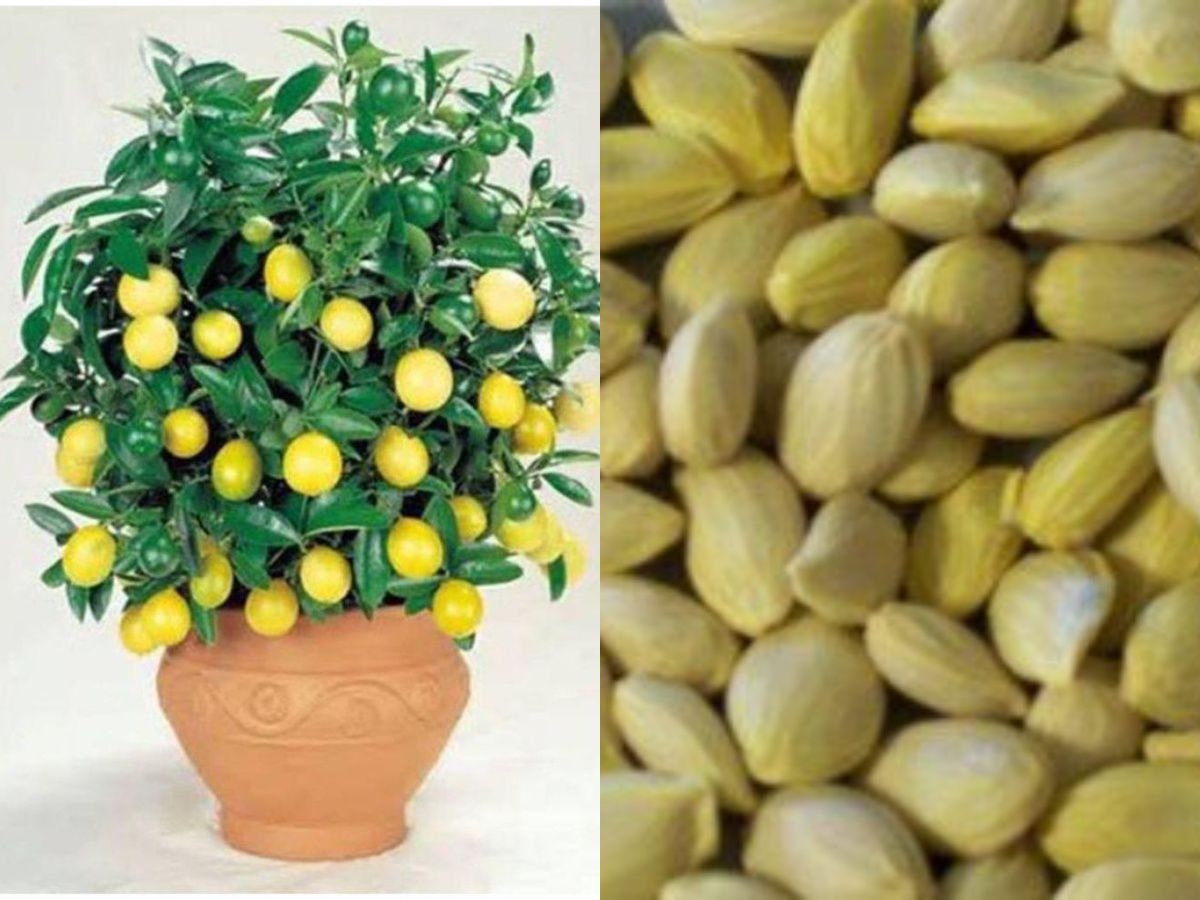     			Lemon Seeds For Home & Terrace Garden - 15 seed Pack