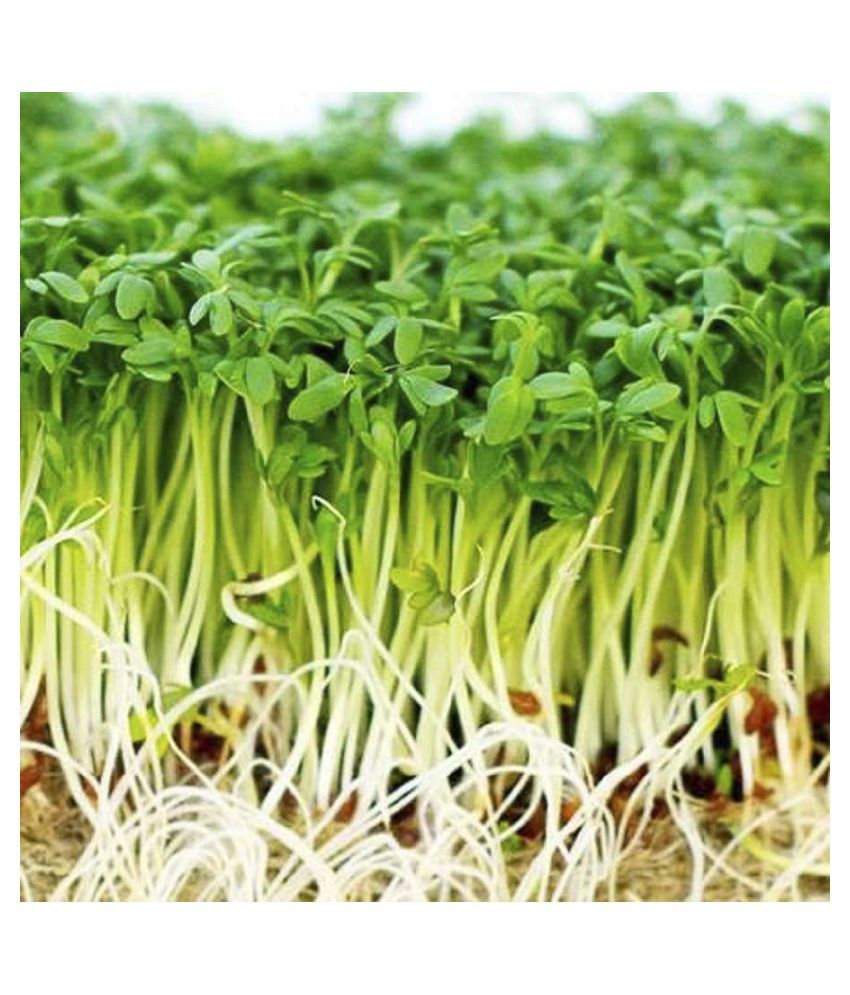 6-images-what-is-garden-cress-seeds-in-hindi-and-description-alqu-blog