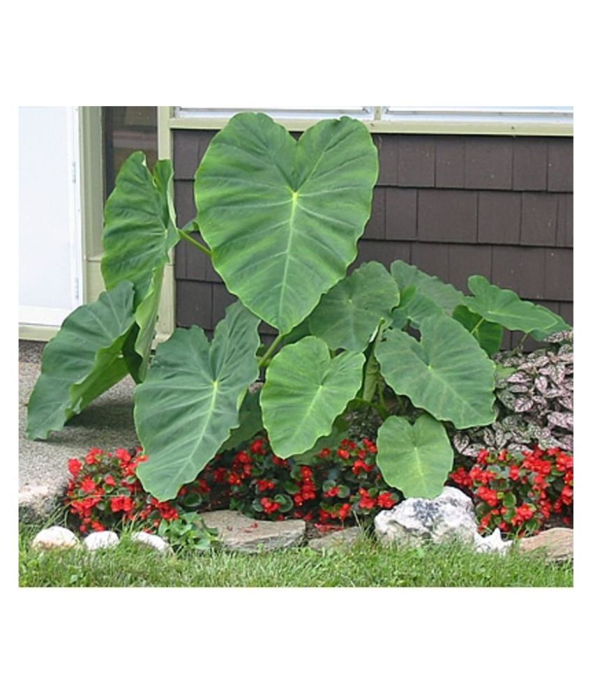 Saraswati Gardens : 15 Bulbs of Elephant Ear Alocasia ...