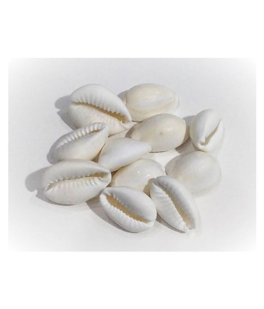     			White Kauri/Kodi/Kaudi/ Kauri/ Cowrie/ Shell- Set of 11 Pcs