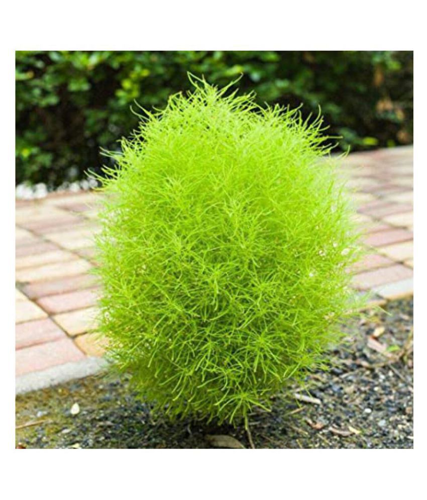     			CLASSIC GREEN EARTH kochia green grass ball hybrid seeds for home gardening 30 seeds with growing cocopeat
