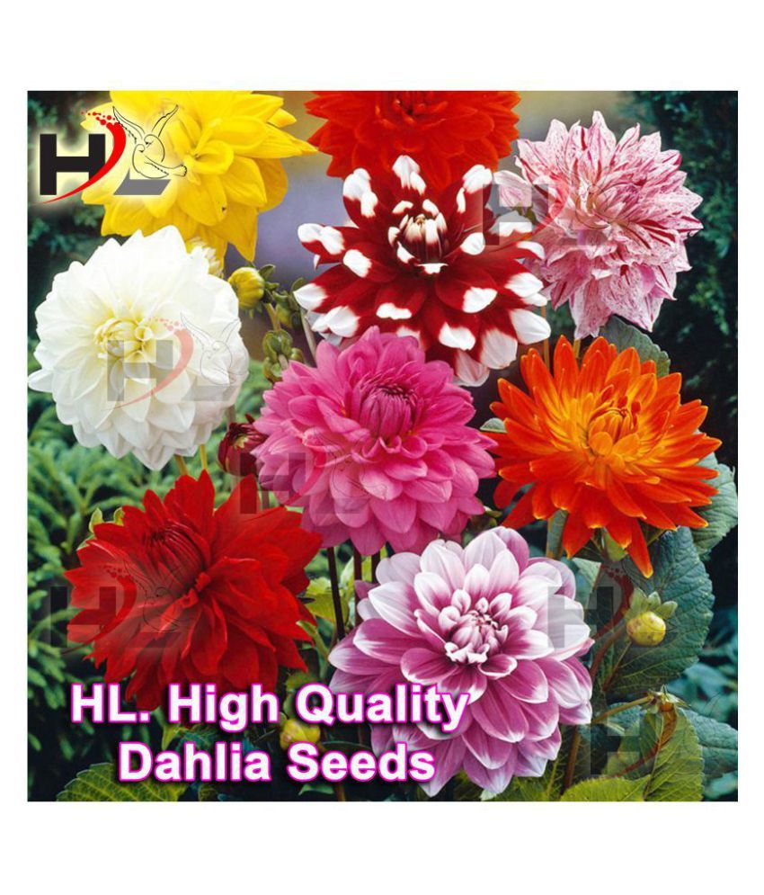 HL. Dahlia Hybrids Mixed Color Dahlia Flower Seeds Buy HL. Dahlia