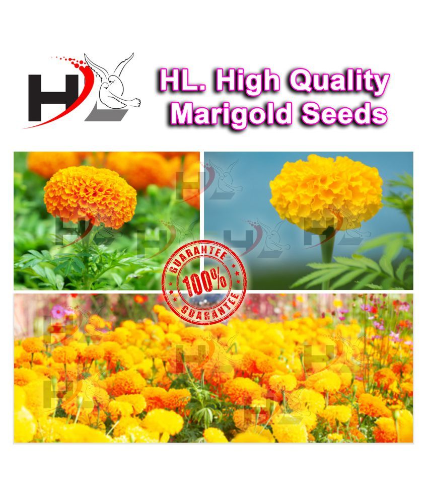 Hl High Quality Mix Marigold Seed Free Plants Flower Growing Food 100 Working African Marigold Seeds Buy Hl High Quality Mix Marigold Seed Free Plants Flower Growing Food 100 Working African Marigold