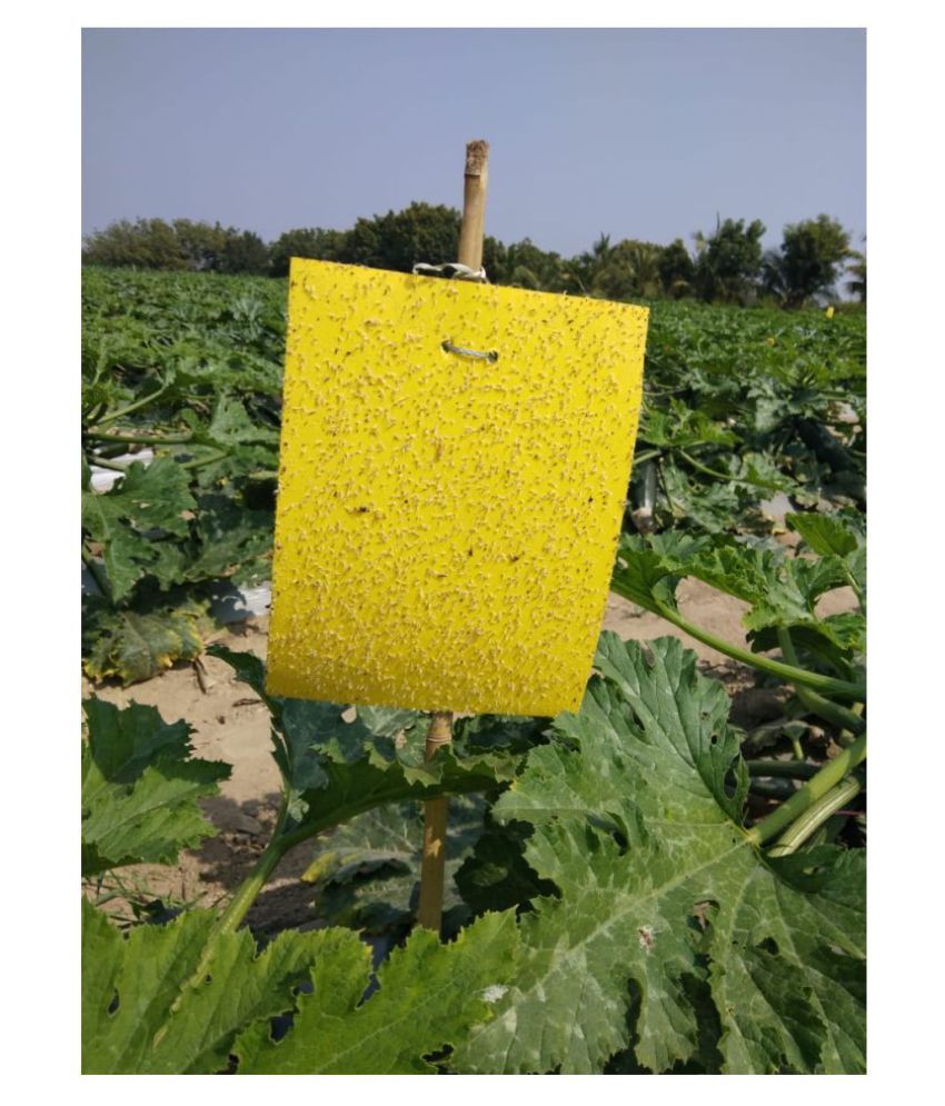 ECO Sticky Trap For Garden, Farm. Glue trap, Yellow sticky