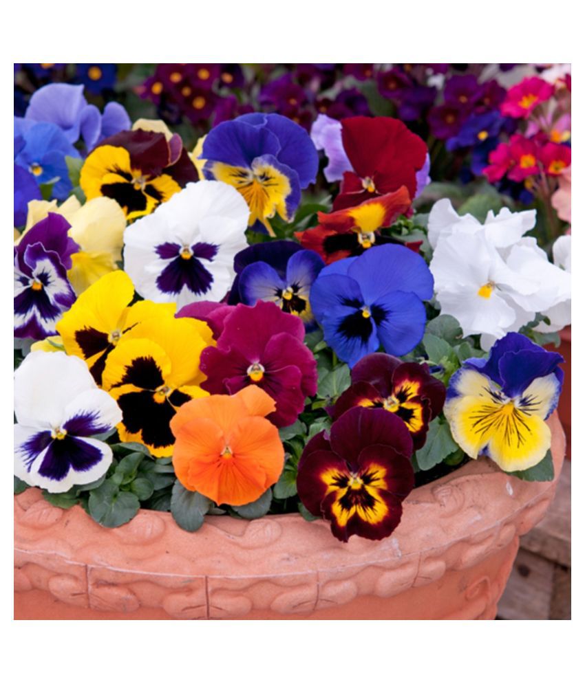     			CLASSIC GREEN EARTH Pansy Double Full Mixed Plant Roof Garden Garden [Home Garden Seeds Eco Pack] Plant 50 Seeds with growing cocopeat