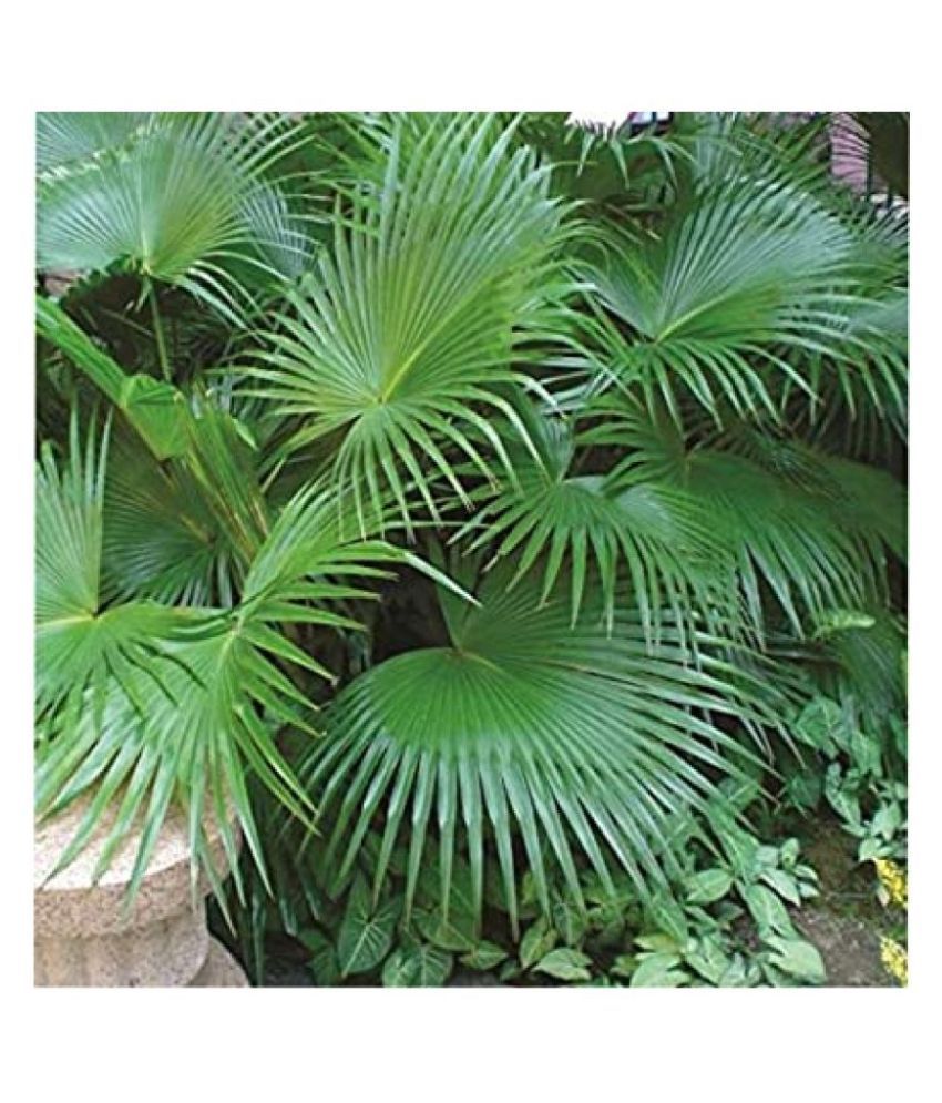CHINA PALM Indoor Plant (Pack of 1Living Plant) Buy CHINA PALM Indoor
