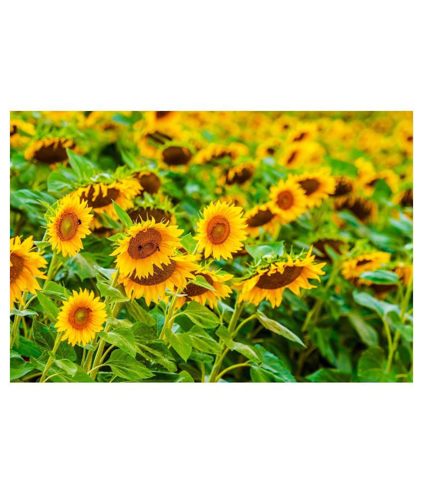     			Joycity Sunflower Organic Seeds- 50+ Seeds