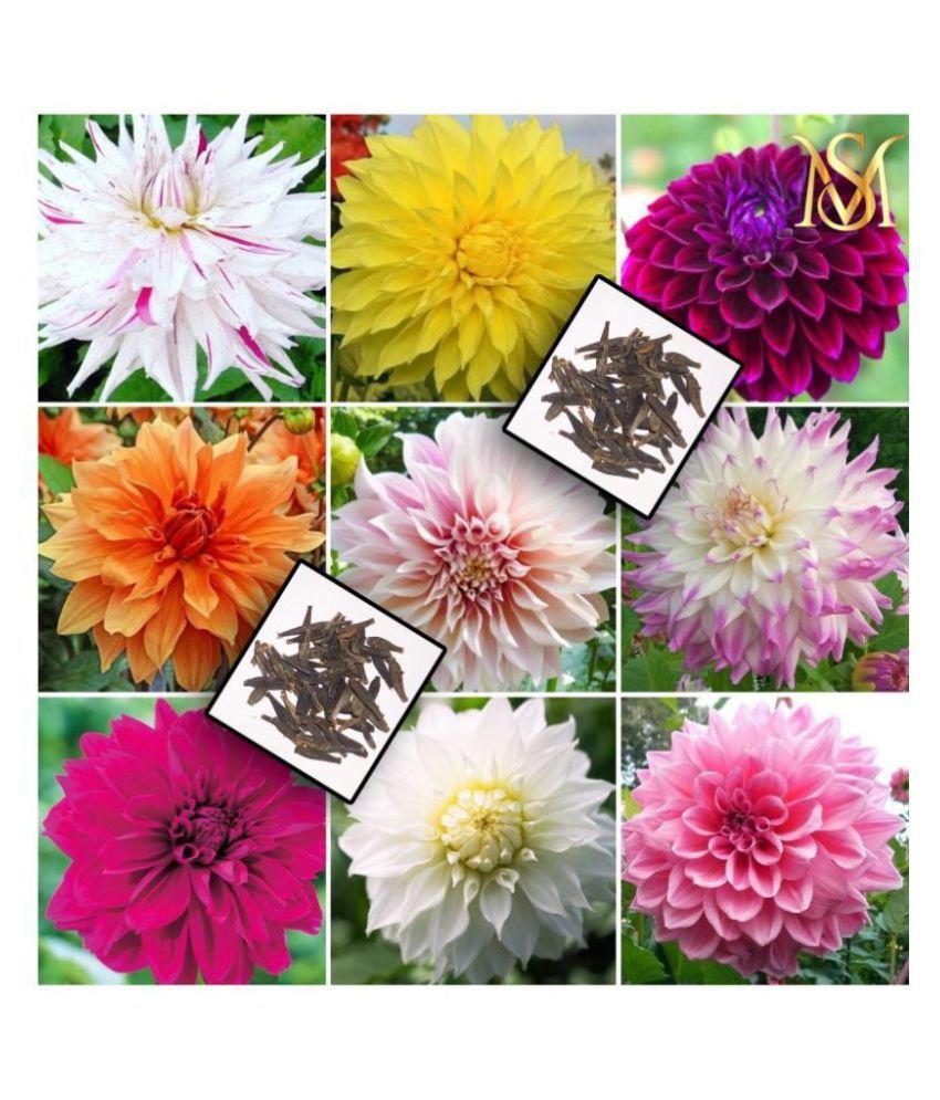     			MS Dalhia Seed / Dahlia Hybrids Mixed Color - Dahlia Flower Seeds