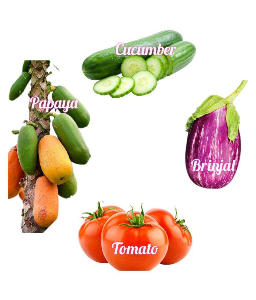    			Vegetable Seeds Combo Papaya | Cucumber | Culster Brinjal | Tomato