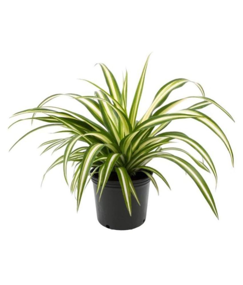 SPIDER PLANT NASA APPROVED AIR PURIFIER FOR YOUR HOME Buy SPIDER PLANT NASA APPROVED AIR