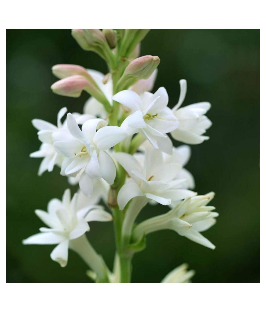 Garden Rajnigandha Double Flowering Fragrant Polianthes Tuberosa Flower