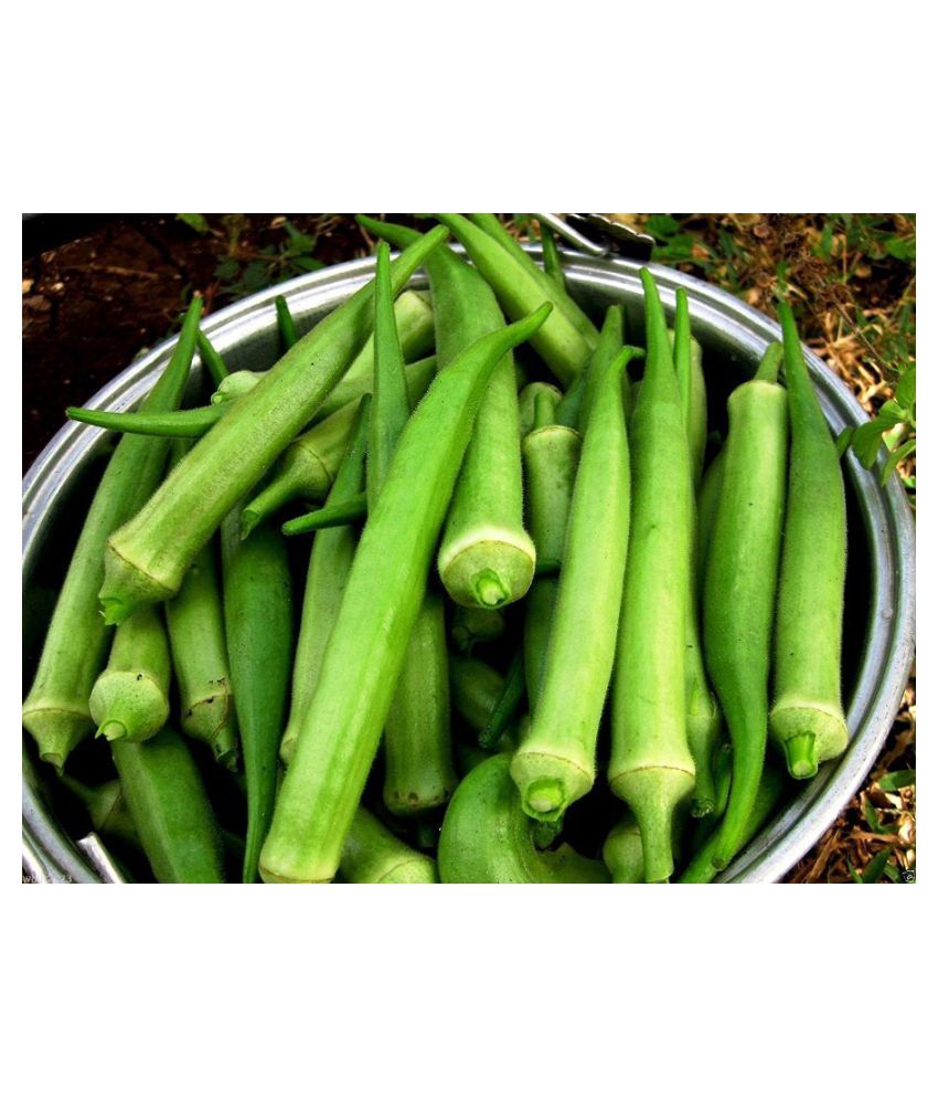 SimXotic Okra Lady Finger Hybrid Seeds (50 Seeds) Buy SimXotic Okra