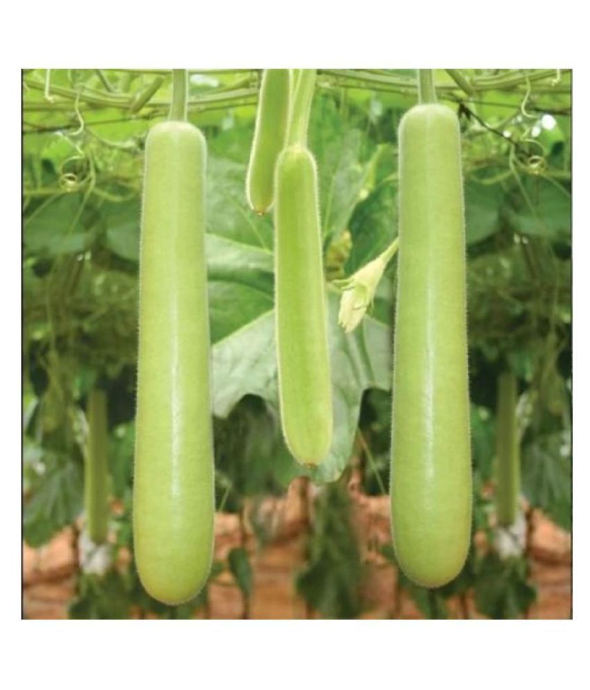     			Bottle Gourd (Dhari Loki) Hybrid Vegetables Seed - 15