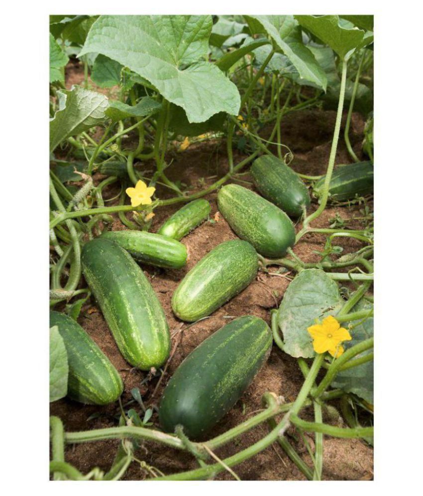     			Cucumber Seeds by Jubilant
