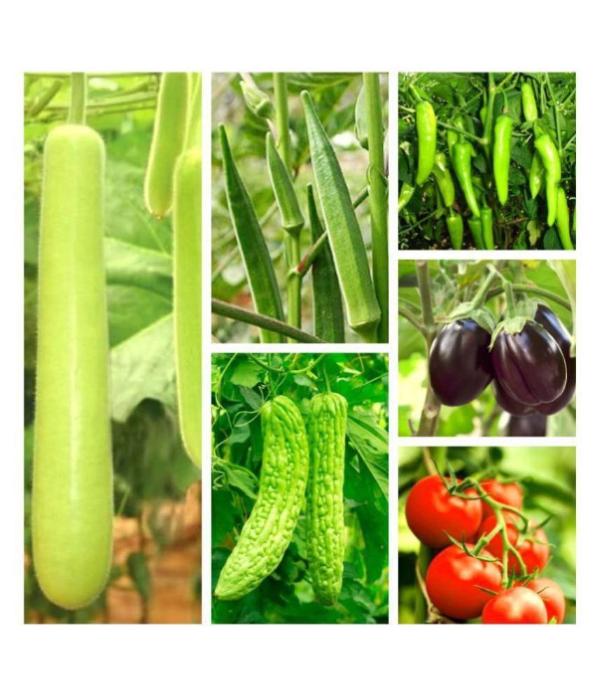 Climate Vegetables Seed combo - 6 - Varieties - 65+ seed: Buy Climate ...