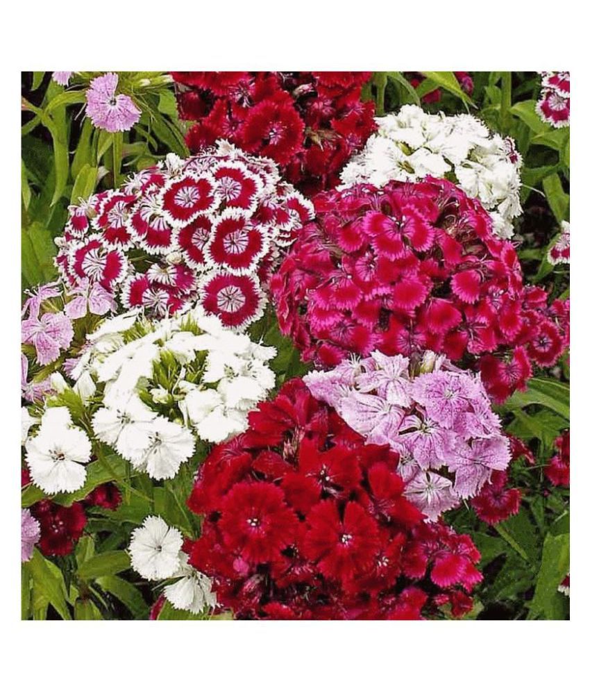     			classic green earth Sweet William (Dianthus Barbatus) Flower Mix Colour Hybrid 50 Seeds For Home Gardenin with growing cocopeat