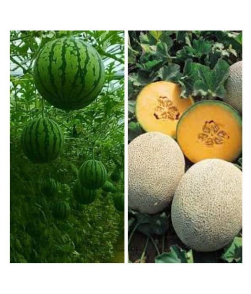     			Joycity Fruit Seeds Combo- Watermelon And Musk Melon Organic Fruit Seeds (100 + Seeds)