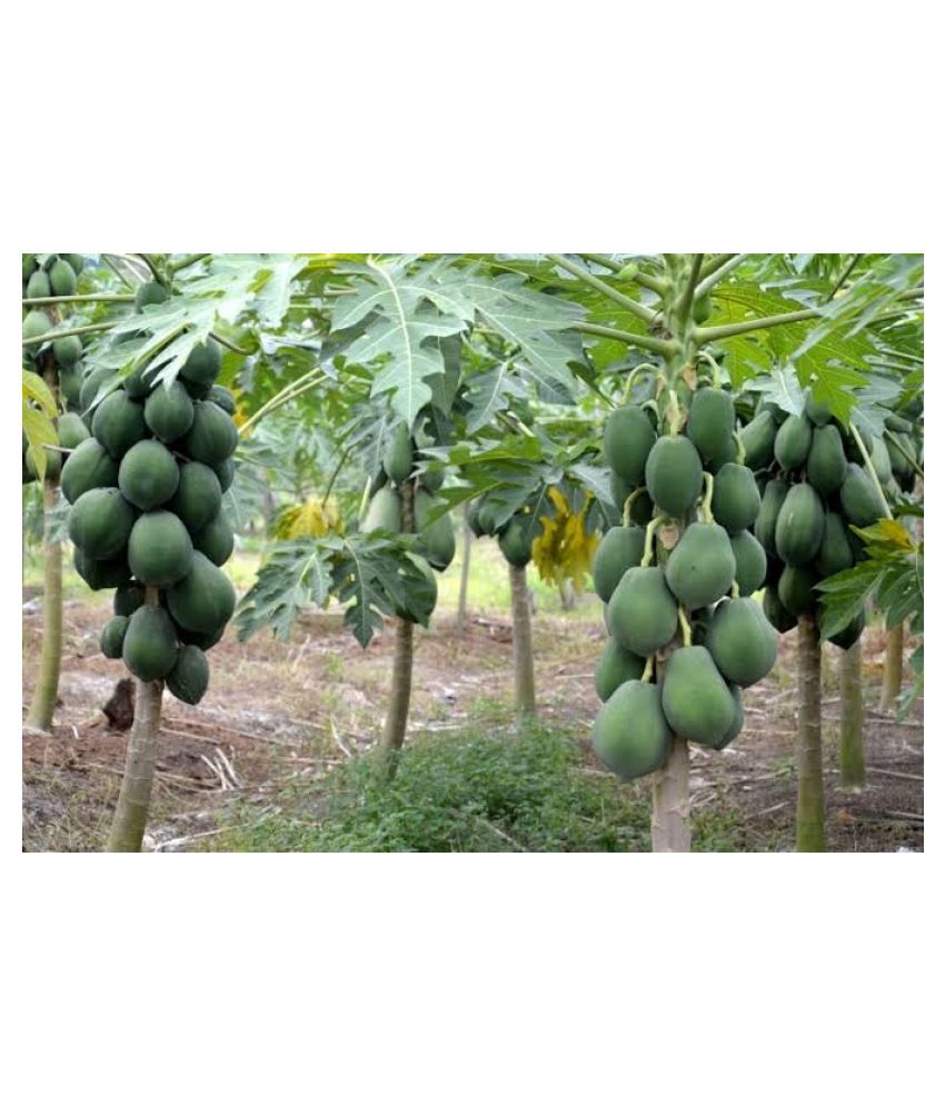     			Papaya/Red Lady Organic F1 Hybrid Fruit Seeds Special Pack - 50 seed + Instruction Manual