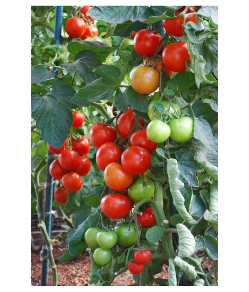     			Tomatoes Seeds (Pack of 50 seeds)