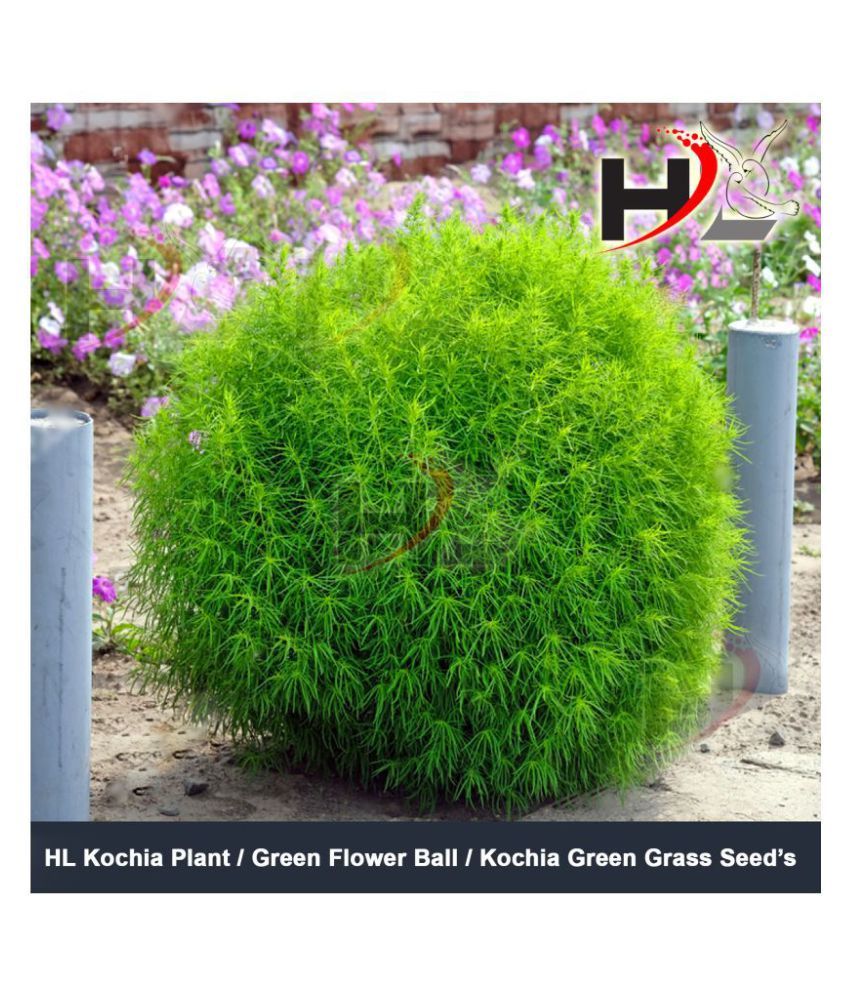 HL Kochia Green Grass Ball Flower Hybrid Seeds For Home Gardening