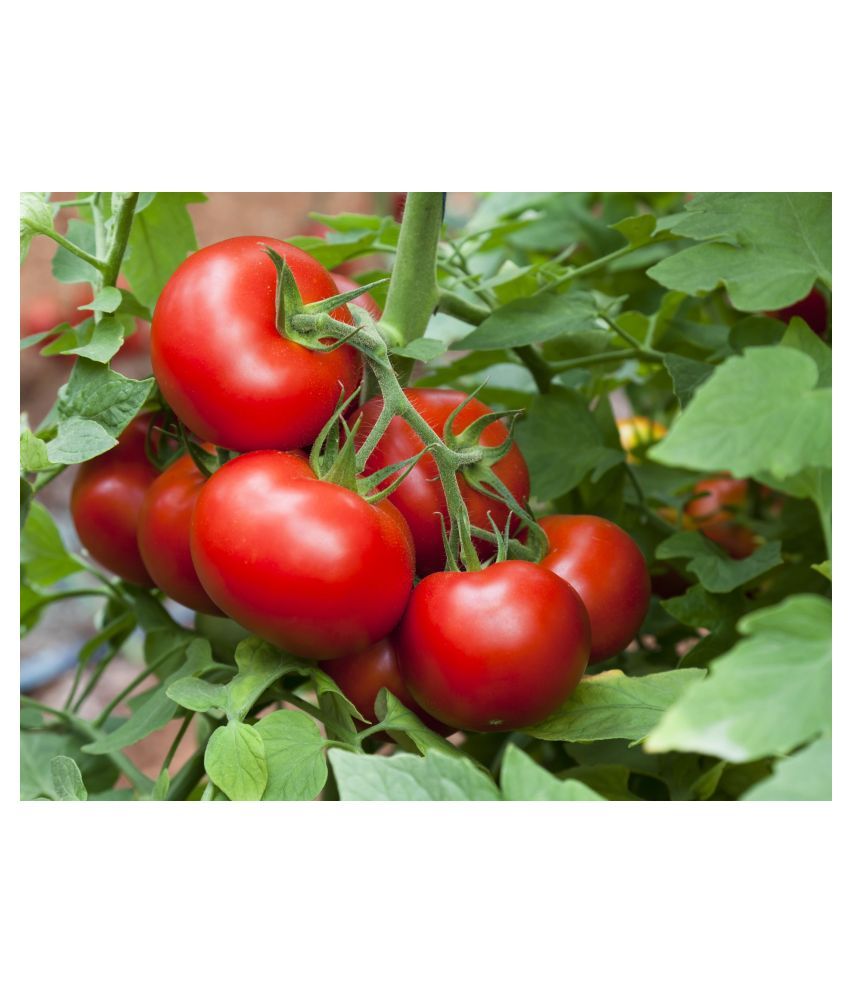 us agriseeds tomato