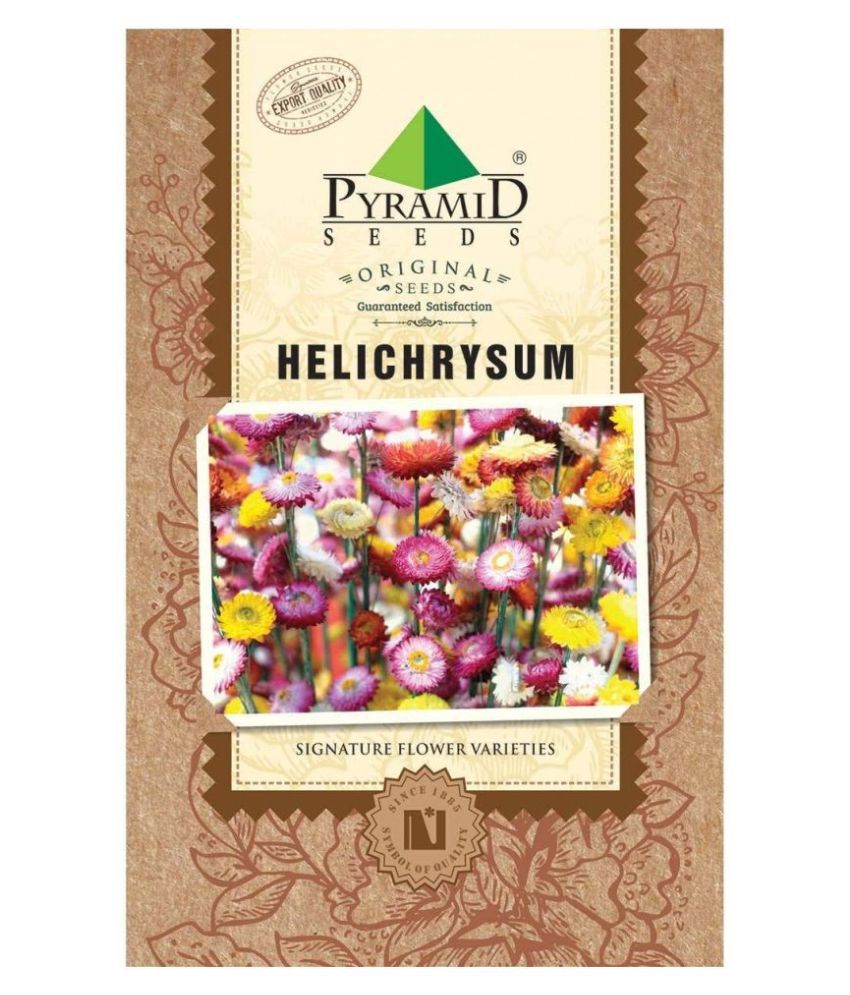     			Pyramid Seeds Helichrysum Flower Seeds (Multicolour, Pack of 200)