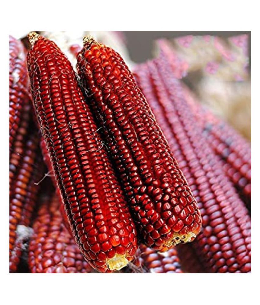     			High Germination Red Corn (maize) Traditional Seeds - ( 50 seed )