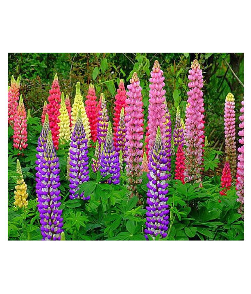     			COCLOR MIX LUPIN FLOWER 20 SEEDS PACK 20 SEEDS PACK MORE THAN 5 COLORS PLANT SEEDS WITH MANUAL