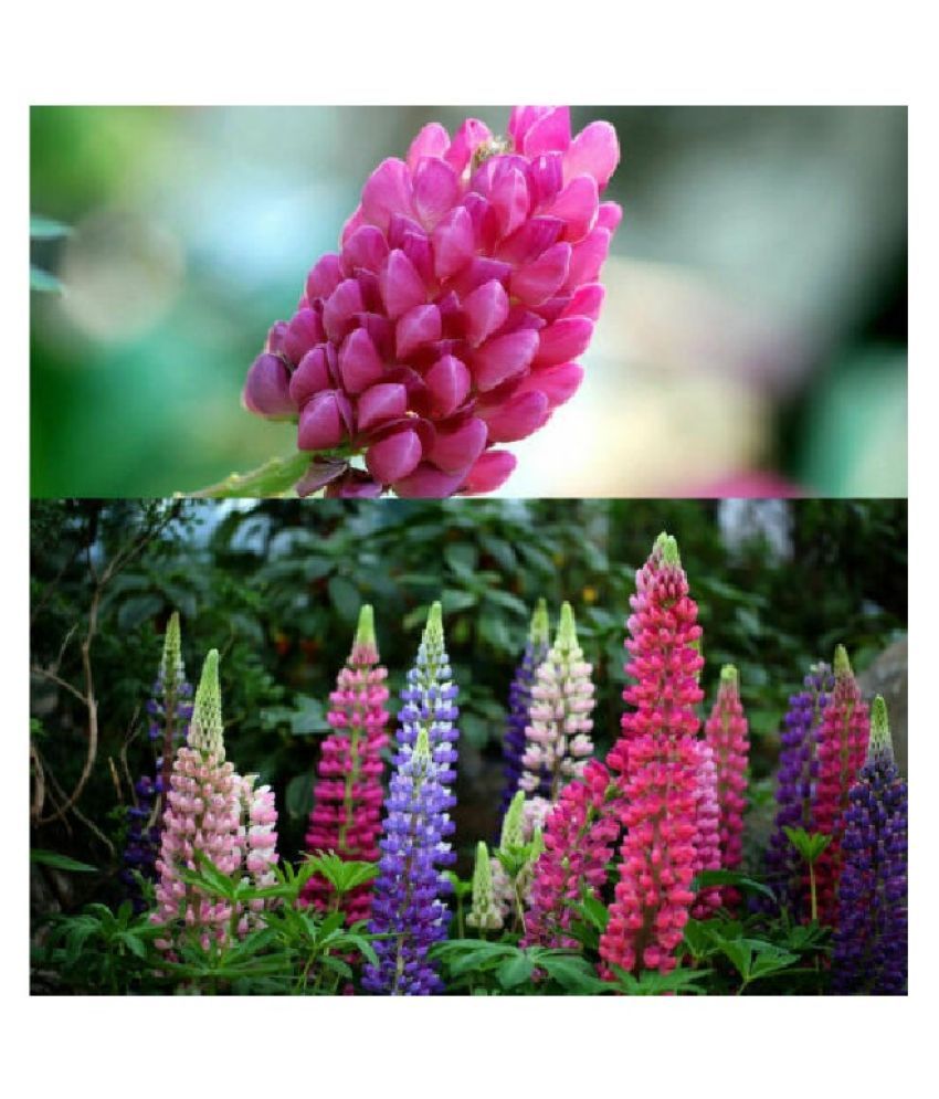     			PREMIUM LUPIN FLOWER 20 SEEDS PACK WITH MANUAL