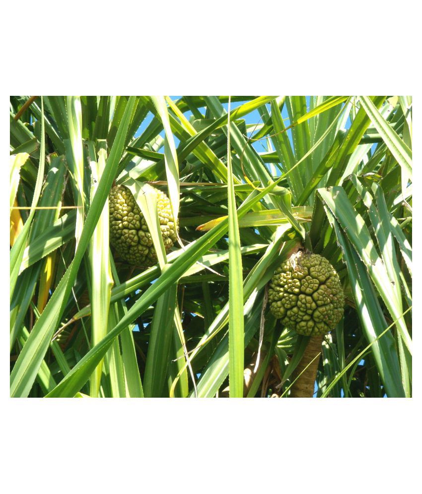     			Plantzoin Screw pine Ketaki Pandanus odorifer Live Plant