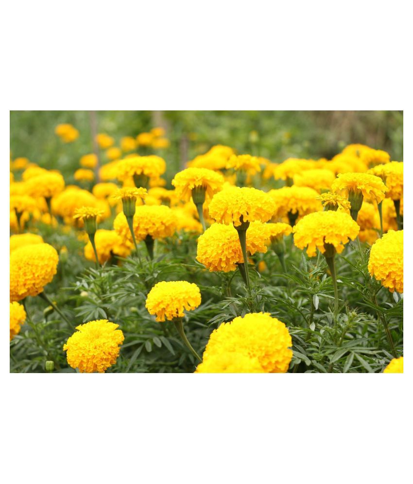    			Marigold flower Seeds mix - 100 seeds