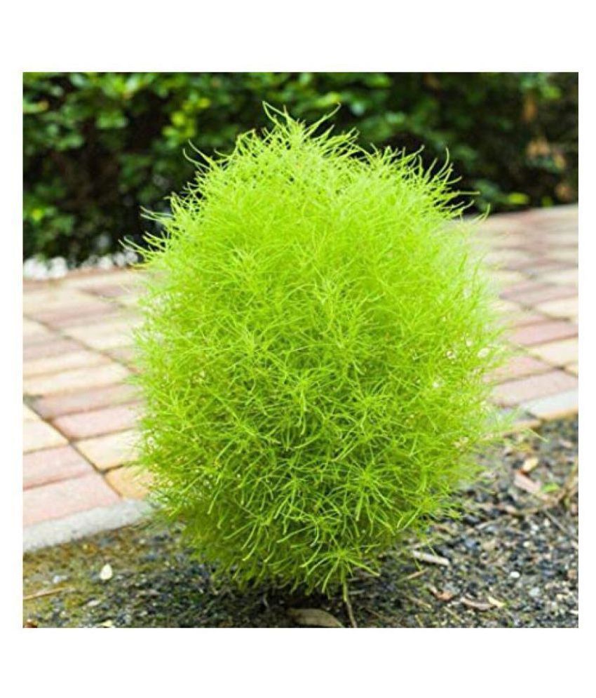     			STOREFLIX Kochia Green Grass Ball Flower 30 Hybrid Seeds WITH MANUAL