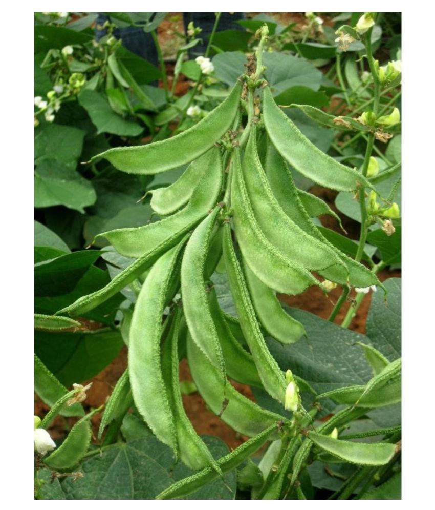     			Lablab Seeds F1 Hybrid Creeper Seeds Beans (Pack of 30 Seeds)