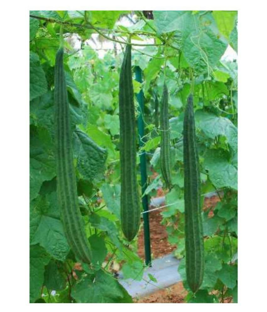     			F1 Hybride Ridge GOURD TORAI TAROI Seed (20 seeds) WITH MANUAL