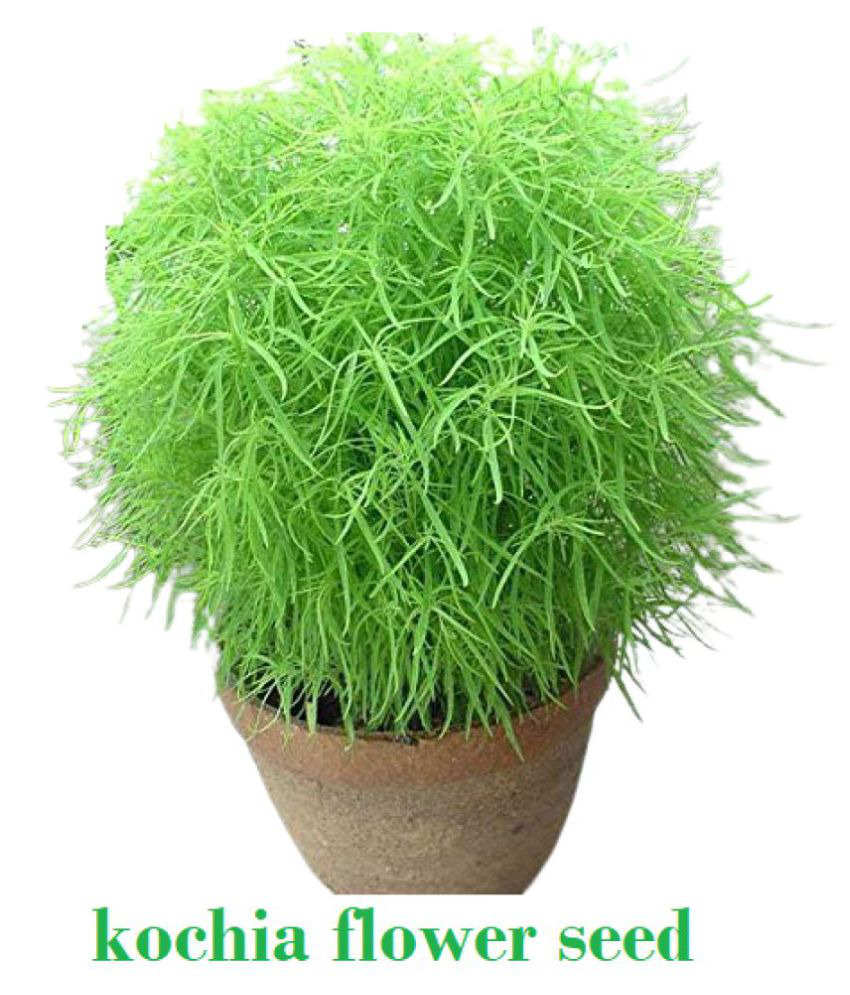     			homeagro Kochia Bush Green Flower ( 20 - seed )Special for Home and Balcony Gardening