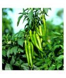 Chilli G 4 Long - Desi Vegetable Seeds 100 Seed