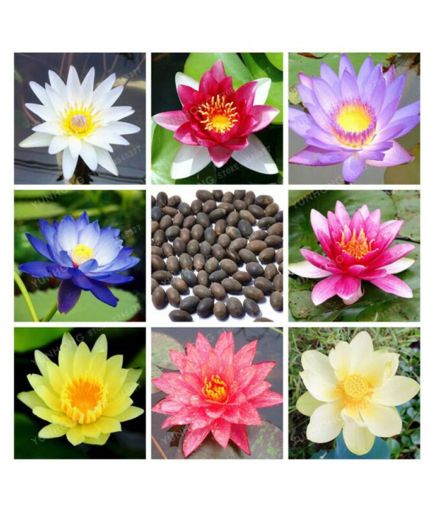     			Lotus Pink & White Colors Flower Seeds For Home Garden | Pack of 20 Seeds with Instruction Manual