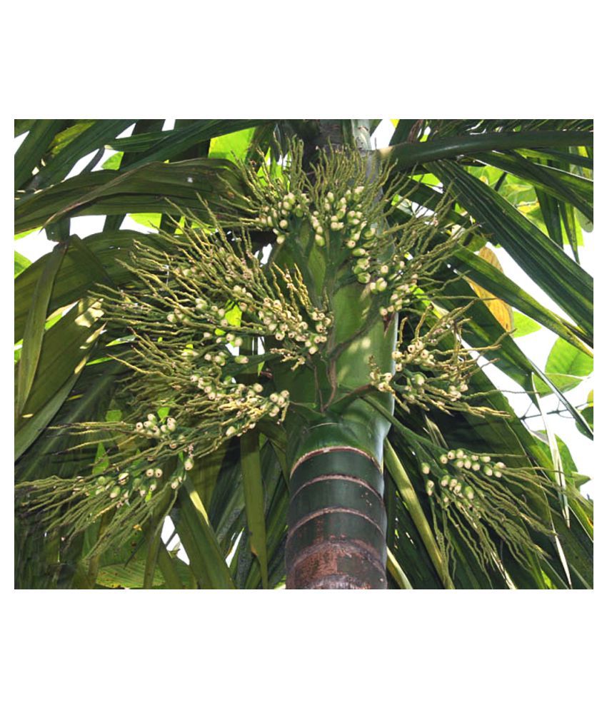     			Plantzoin Betel Palm Supari Areca catechu Gua Live Plant