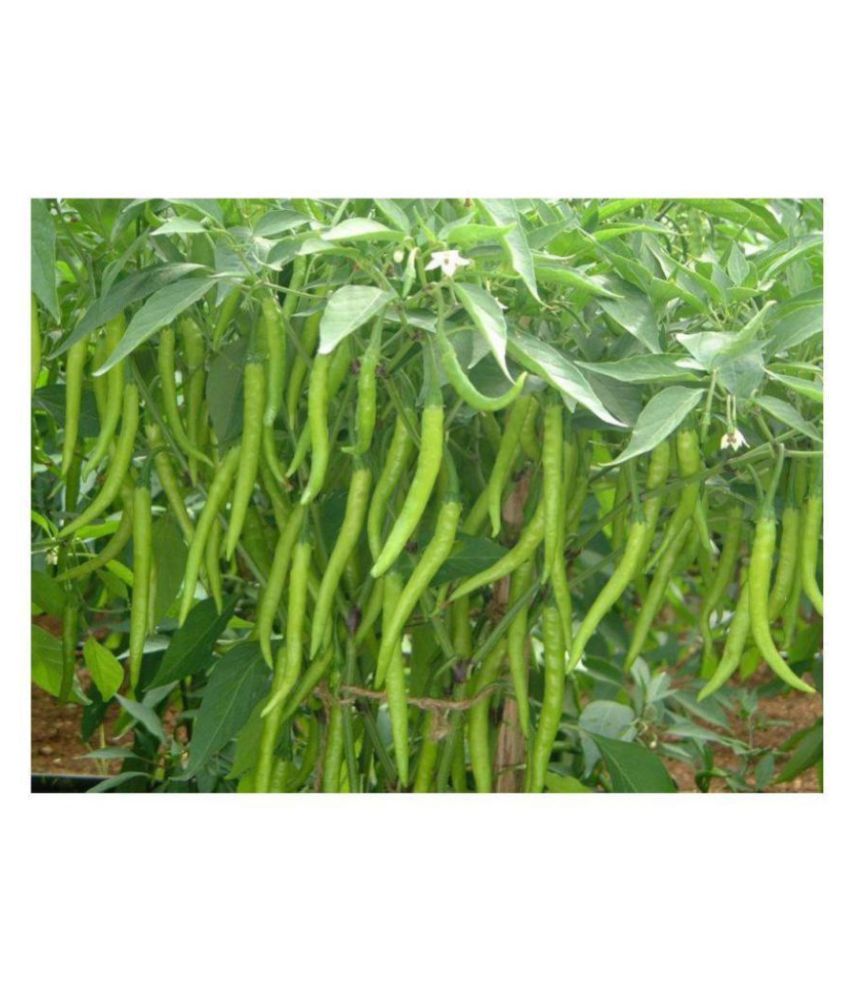     			ORGANIC F1 GREEN CHILLI 50 SEEDS WITH MANUAL