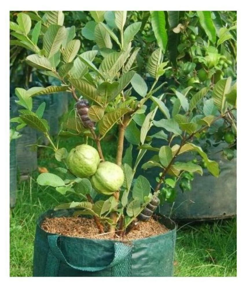     			Giant Thailand Guava Seeds - Fruit Plant Seeds - 100 - seed + cocopeat soil