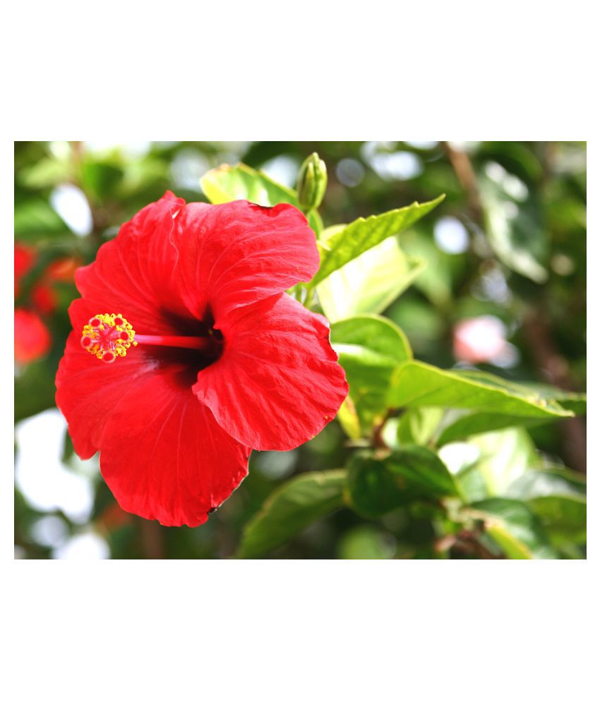     			Plantzoin Chinese hibiscus Gurhal Hibiscus rosa-sinensis Mandar(Color-Red) Live Plant